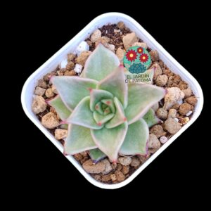 Echeveria Agavoides "Elkhorn" (importación)