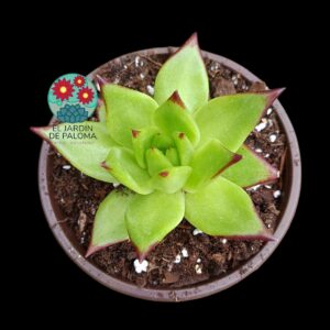 Echeveria Agavoides Lipstick