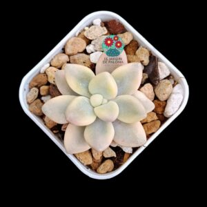 Graptopelatum Ellen variegata (selección,maceta pequeña)