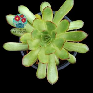 Echeveria Pulidonis "Magma Pearl" (buen tamaño