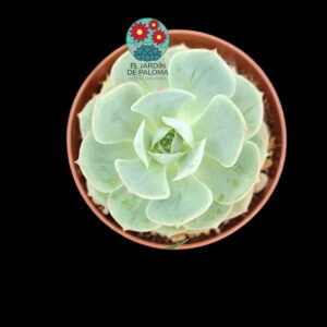 Echeveria "Captain Hay"