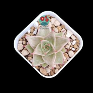 Echeveria Agavoides "Elkhorn" (importación)
