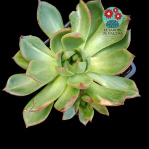 Echeveria Agavoides "Christmas" (tamaño y maceta grandes)