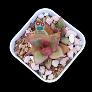 Echeveria Agavoides hibrida (importación, maceta pequeña)