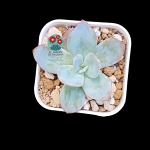 Echeveria "Blue light" (importación, maceta pequeña)