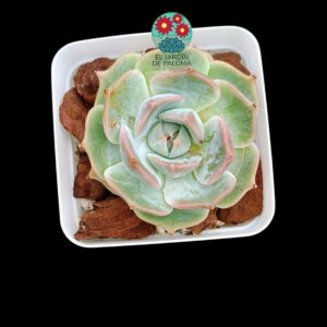 Echeveria "Panamera" (importación)