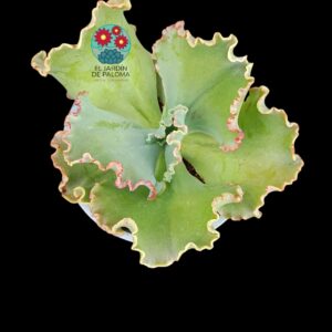 Echeveria Zorro (tamaño y maceta grandes)