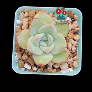 Echeveria Strawberry Almond (importación)