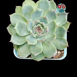 Echeveria "Black rose"