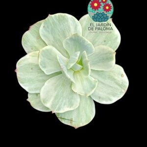Echeveria Mocha variegata