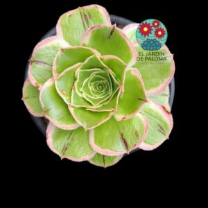 Aeonium Green rose variegata