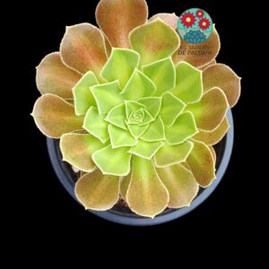 Aeonium "Flaming mountain" variegata