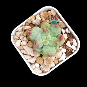 Pachyphytum Yanzi (importación,maceta pequeña)