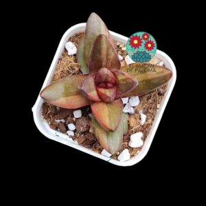 Crassula Ben variegata (más pequeña)