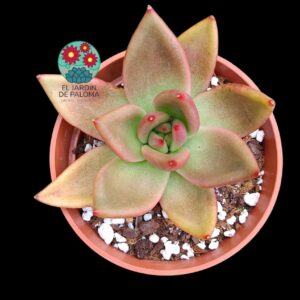 Echeveria Agavoides "Mars"