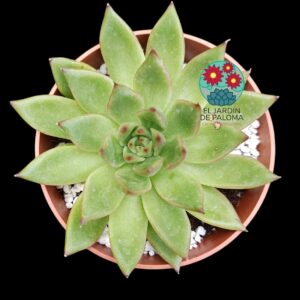 Echeveria Agavoides "Red tips"