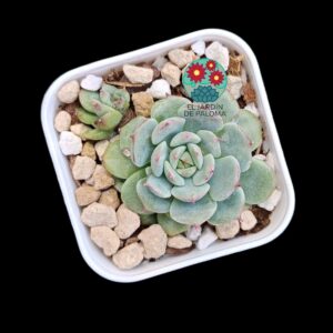 Echeveria Marcel (importación, maceta pequeña)