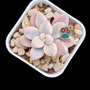 Graptopelatum Ellen variegata (selección,maceta pequeña)