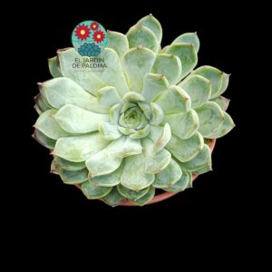 Echeveria Hallis