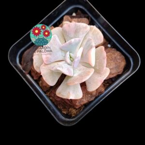 Echeveria Cubic frost variegata (importación)