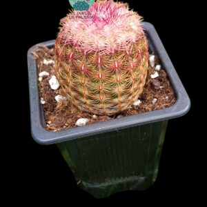 Echinocereus rigidissimus (no es grande, flor fucsia)