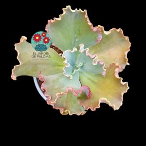 Echeveria Zorro (tamaño y maceta grandes)