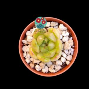 Echeveria Malgan (importación, maceta pequeña)