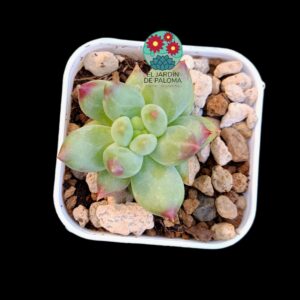 Pachyphytum Yanzi (importación)