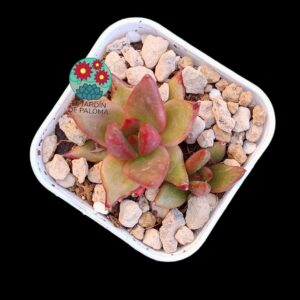 Echeveria Agavoides hibrida (importación, maceta pequeña)