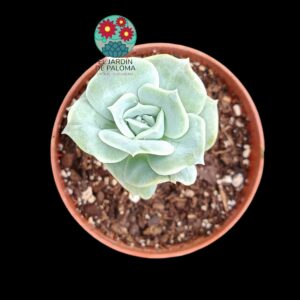 Graptoveria Lovely rose
