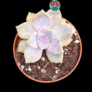 Graptopelatum Purple delight