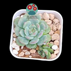 Echeveria Marcel (importación, maceta pequeña)