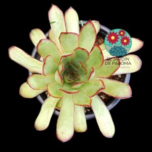 Echeveria  "Magma Pearl"