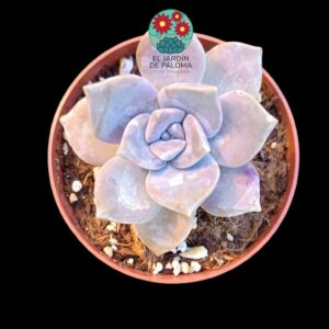 Graptopelatum Purple delight