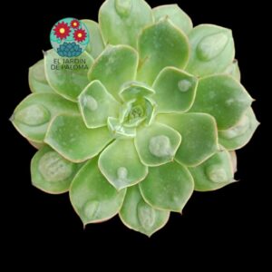 Echeveria Raindrops (buen tamaño)