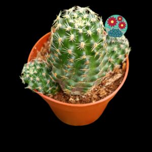 Rebutia Pygmaea var. polipetala (flor naranja)