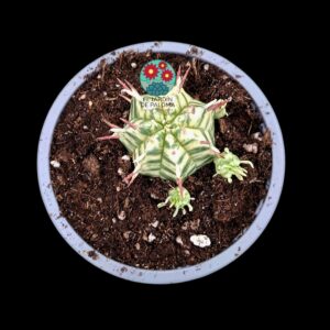 Euphorphia meliformis variegata