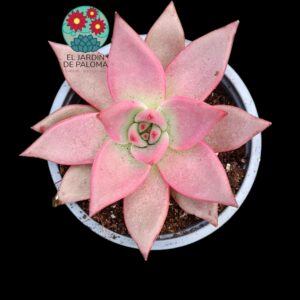 Echeveria Agavoides Taurus (bueh tamaño)