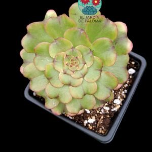 Aeonium Cesar variegata (buen tamaño)