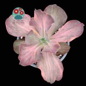 Echeveria "Suyon frills" variegata (tamaño y maceta grandes)