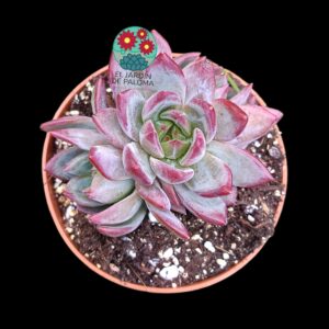 Echeveria "Black swan" híbrida (parentales importación)
