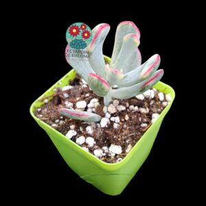 Cotyledon Orbiculata flanaganii variegata