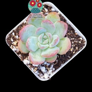 Echeveria "Milk rose"