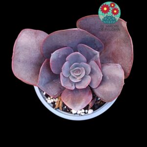 Echeveria Hortensia