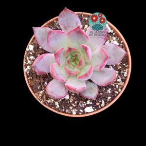 Echeveria Mystery (parentales de importación)