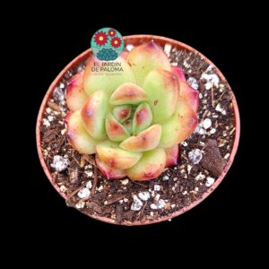 Echeveria TM (parentales importación)