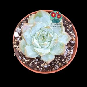 Echeveria "Strawberry jam" híbrida (parentales importación)