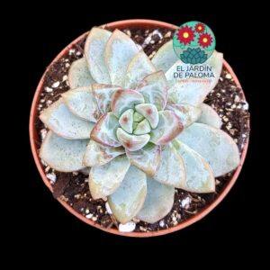 Echeveria "Sakura fall"  (parentales importación)