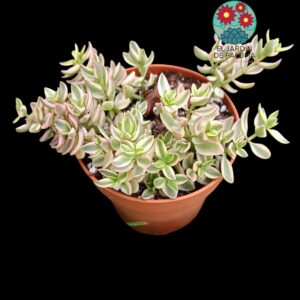 Crassula volksnsii variegata