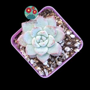 Echeveria "Werther" (parentales de importación)
